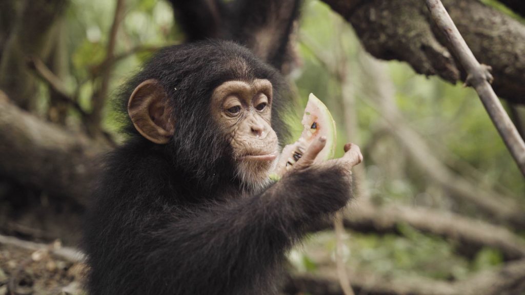 A chimpanzee eating watermelon