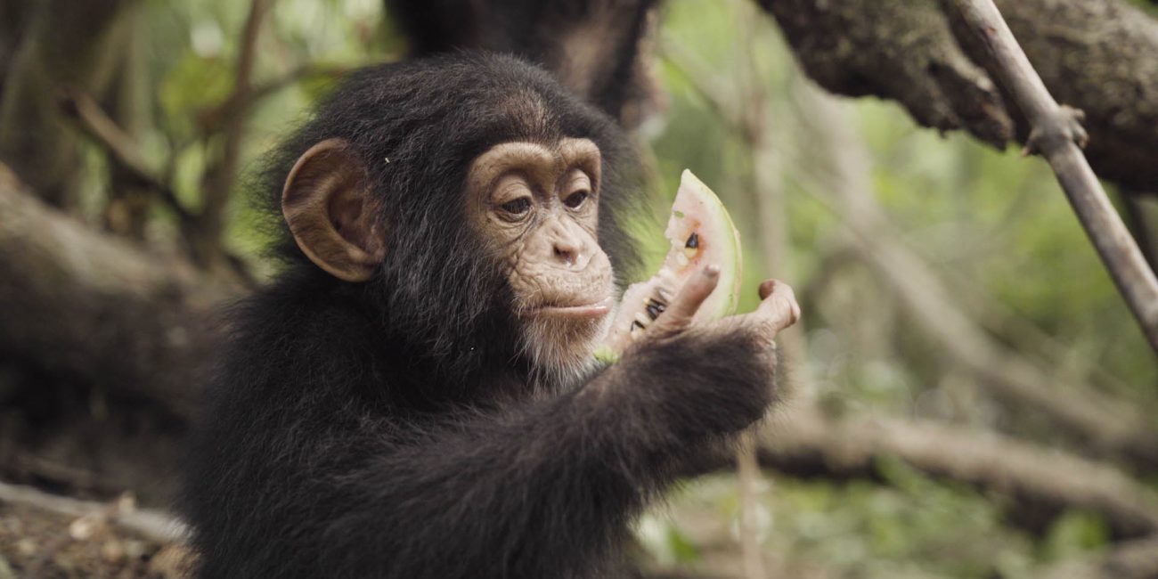 A chimpanzee eating watermelon